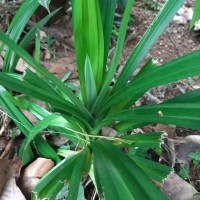 <i>Pandanus amaryllifolius</i>  Roxb. ex Lindl.